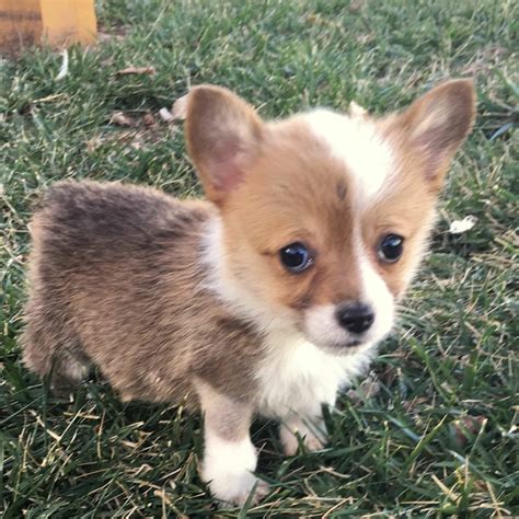 392 people follow this. . Corgi puppies for sale near me